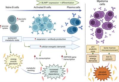 Mitochondrial metabolic determinants of multiple myeloma growth, survival, and therapy efficacy